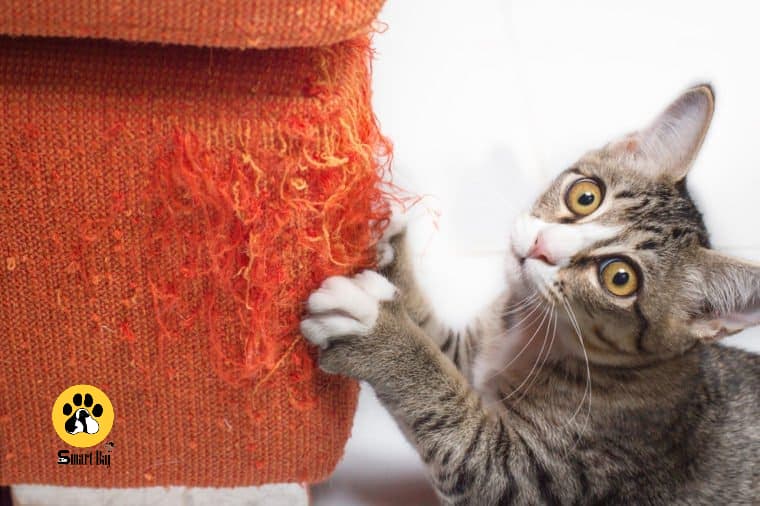 دلیل ناخن کشیدن گربه ها چیست؟  چگونه از ناخن کشیدن جلوگیری کنیم؟