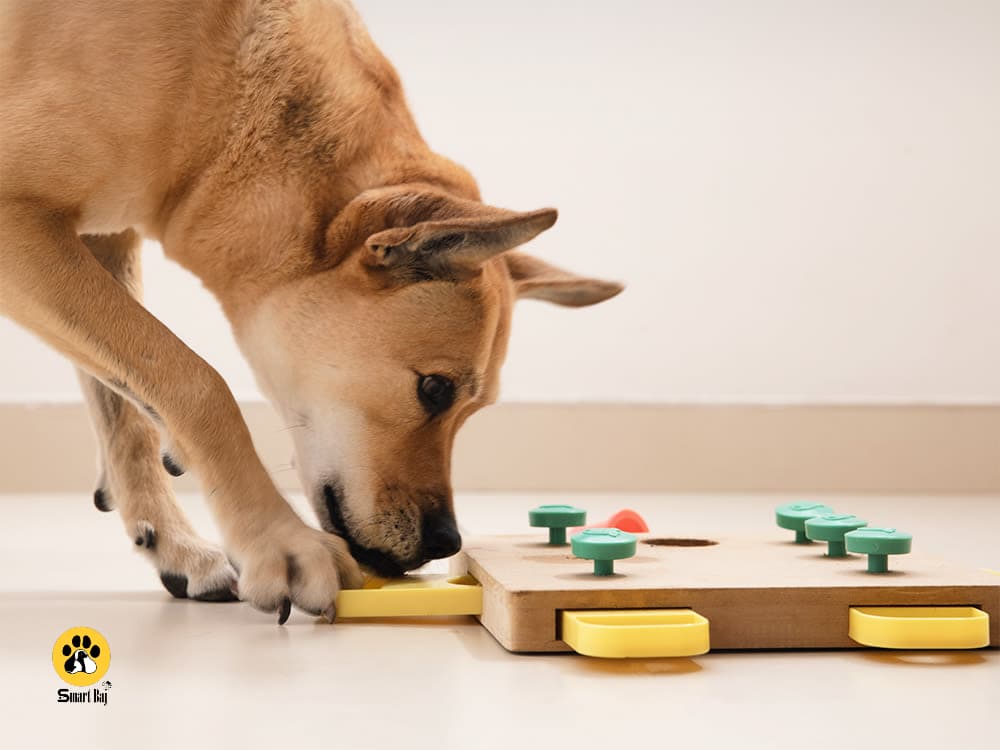 بازی های آموزشی سرگرم کننده برای سگ