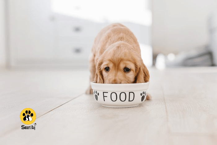 غذاهایی که سگ ها نباید بخورند